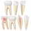 Human-Teeth-Anatomy-Model-Set-12x-Enlarged-3-Tooth-Types