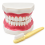 human-mouth-model-for-dental-hygiene-32-teeth-and-toothbrush