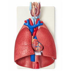 Human Larynx, Heart and Lung Model - Life-Size, 7 Parts