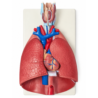 Human-Larynx-Heart-and-Lung-Model-Life-Size-7-Parts