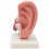 Human-Ear-Anatomy-Model-1-5x-Enlarged-with-Stand